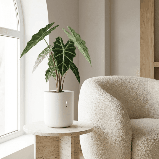 Alocasia