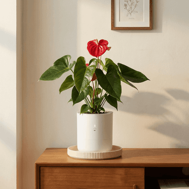 Anthurium