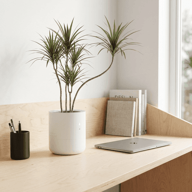 Dracaena