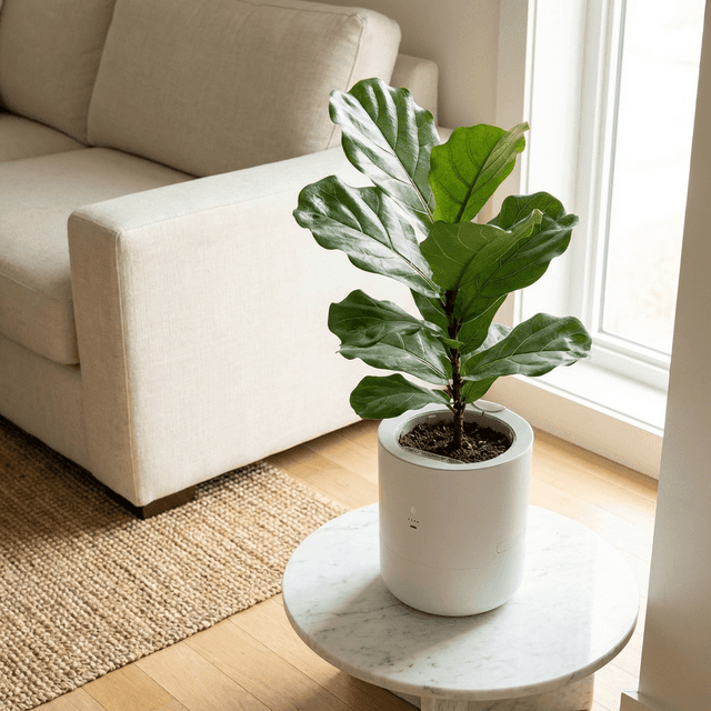 Fiddle Leaf Fig