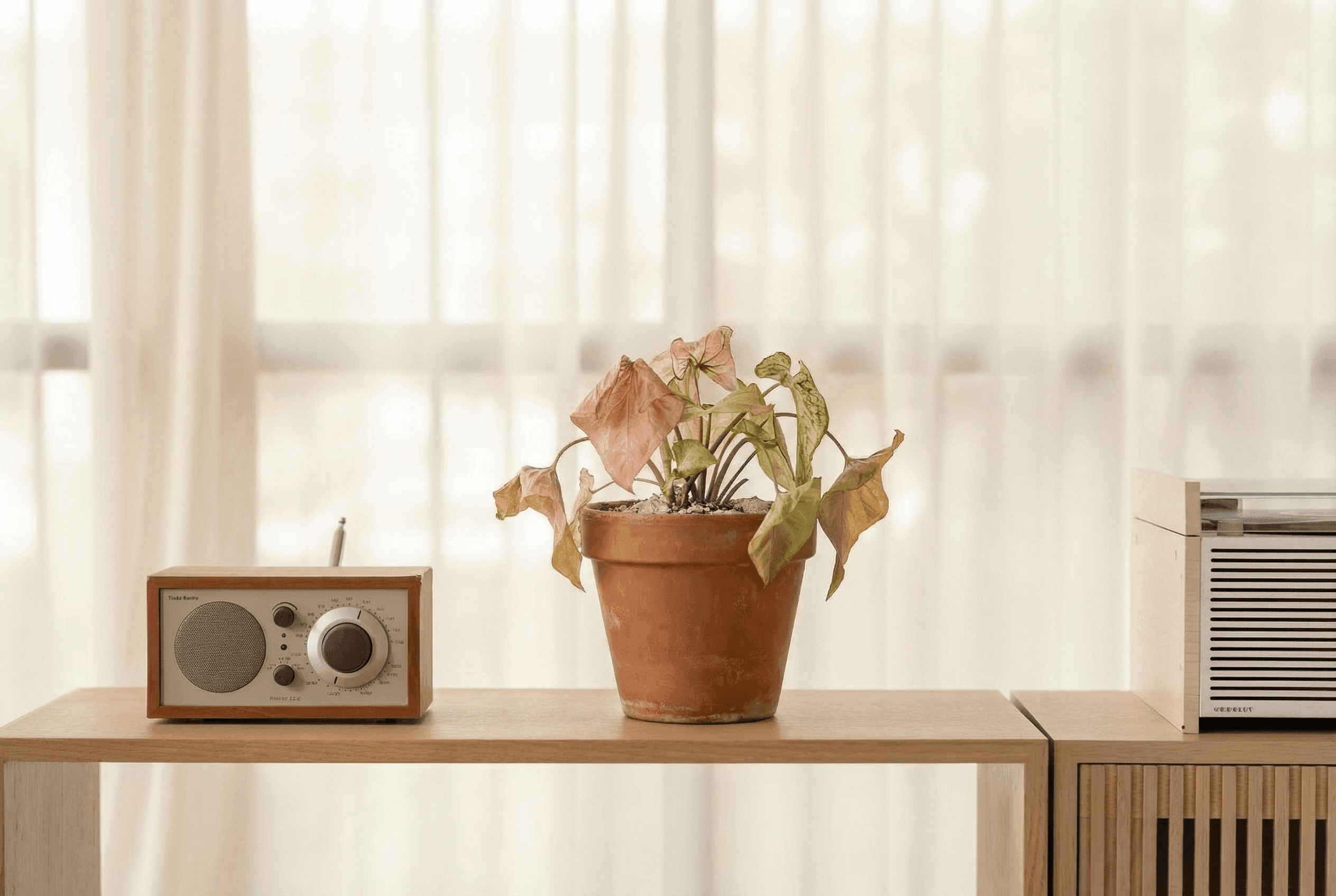 Wilting plant with brown, drooping leaves