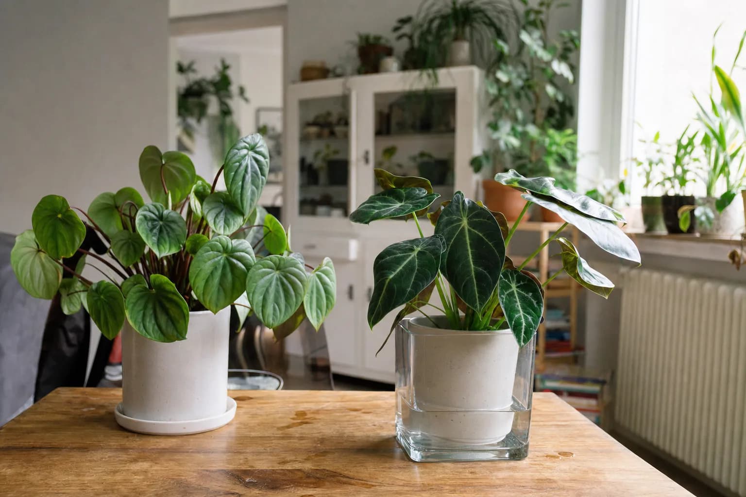Bottom Watering vs Top Watering | LeafyPod