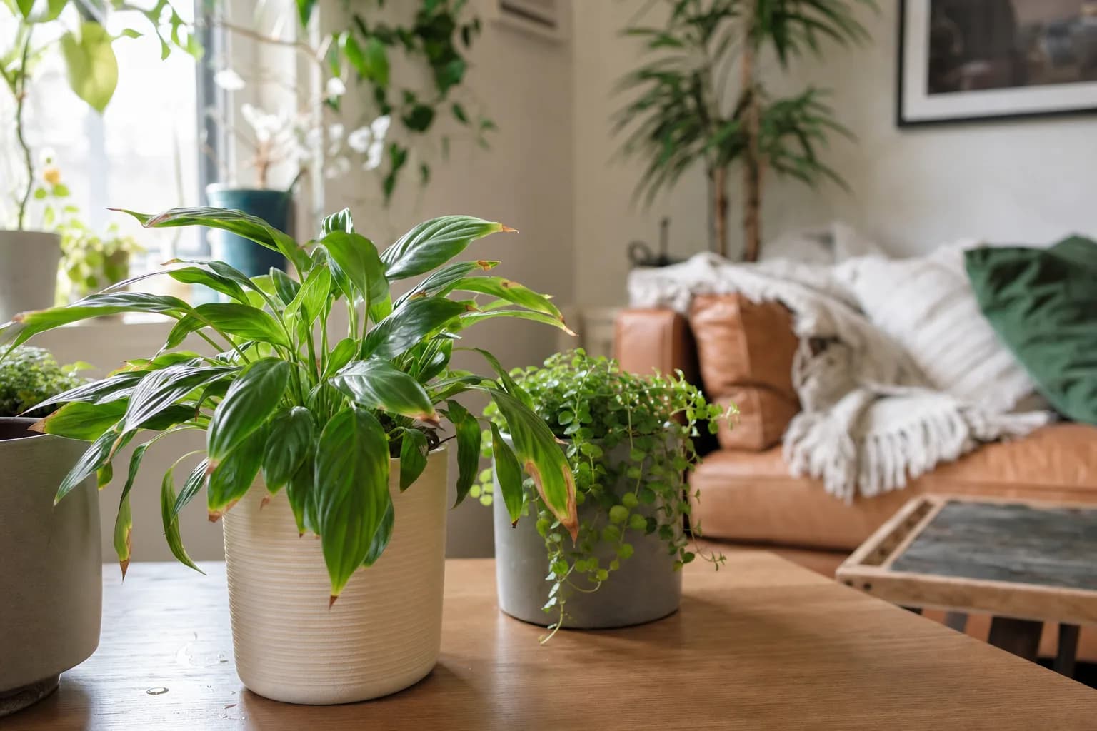 Brown Leaf Tips: Causes and Fixes | LeafyPod