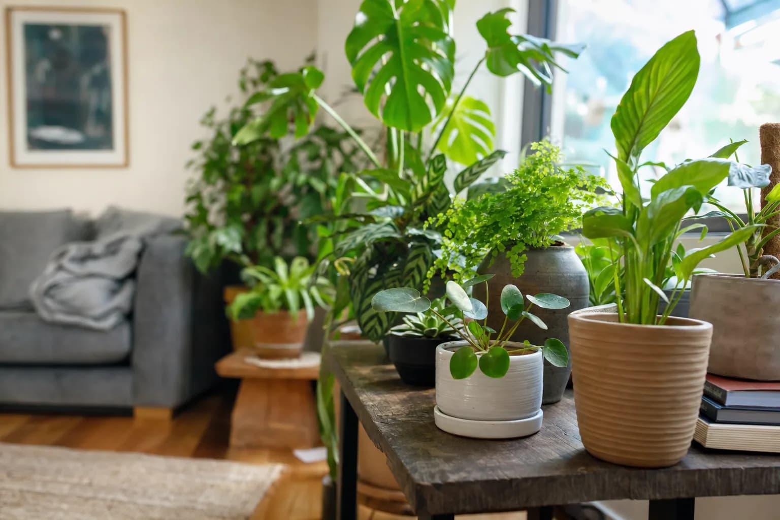 How to Get Rid of Fungus Gnats | LeafyPod