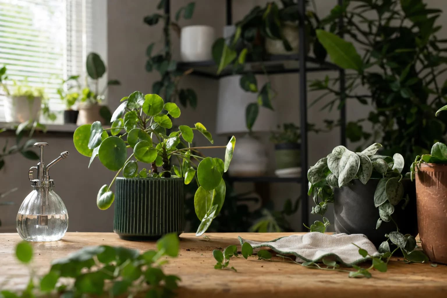 6 Common Houseplant Pests and How to Treat Them | LeafyPod