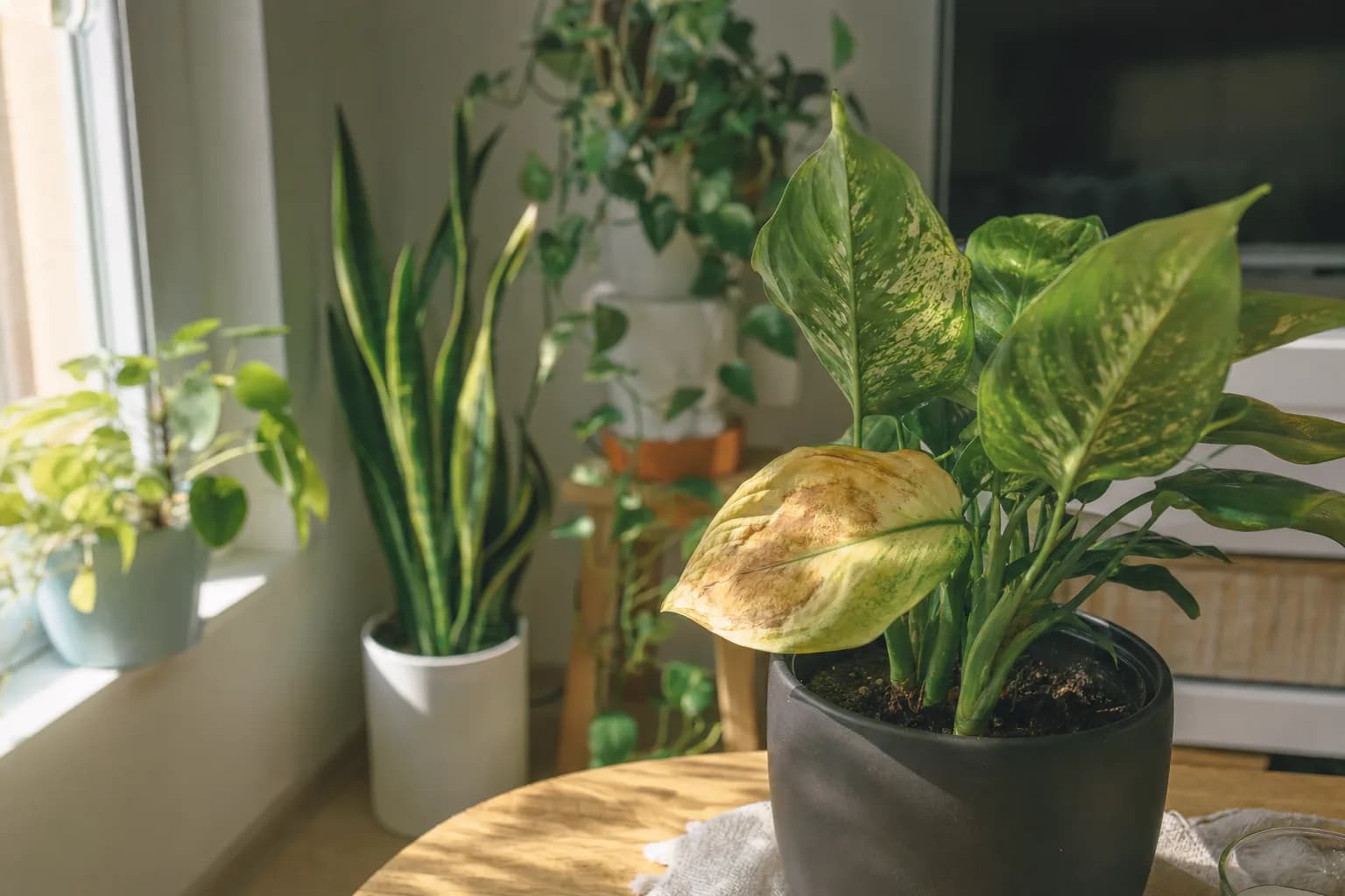 Can Houseplants Get Sunburned? | LeafyPod