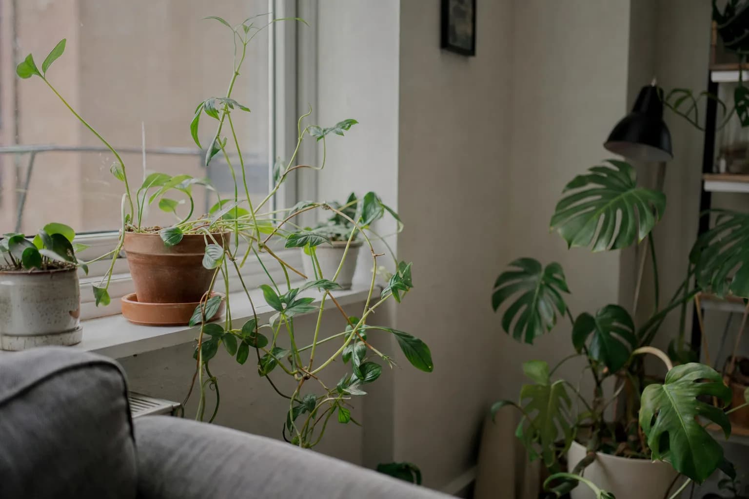Leggy Houseplants: Why They Stretch | LeafyPod