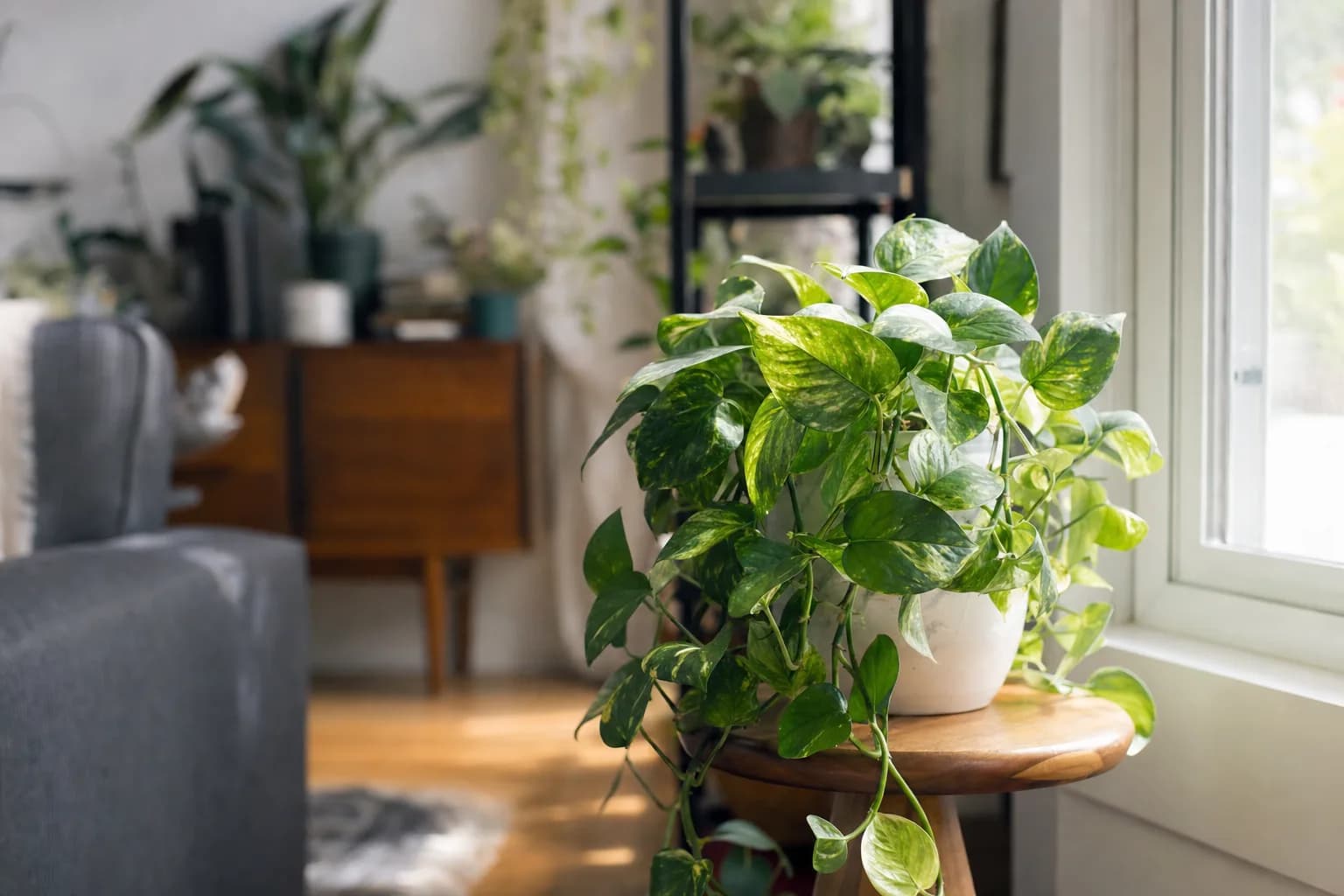 Pothos Care, Explained Properly | LeafyPod
