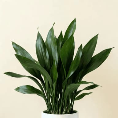 Cast-Iron Plant
