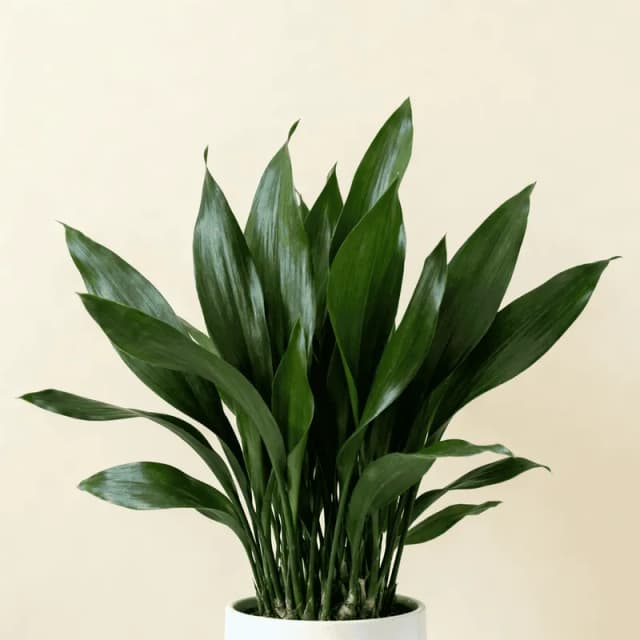 Cast-Iron Plant