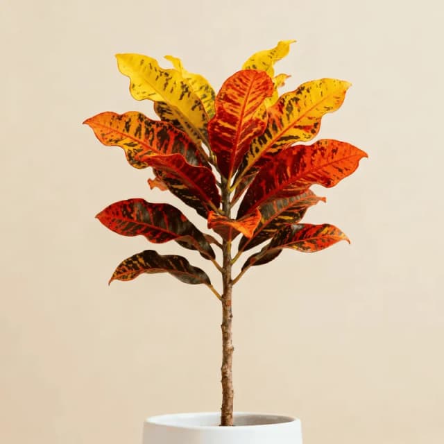 Croton
