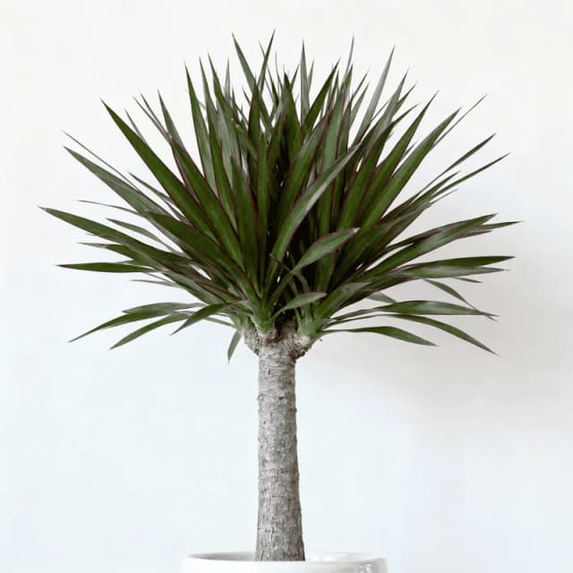 Dracaena