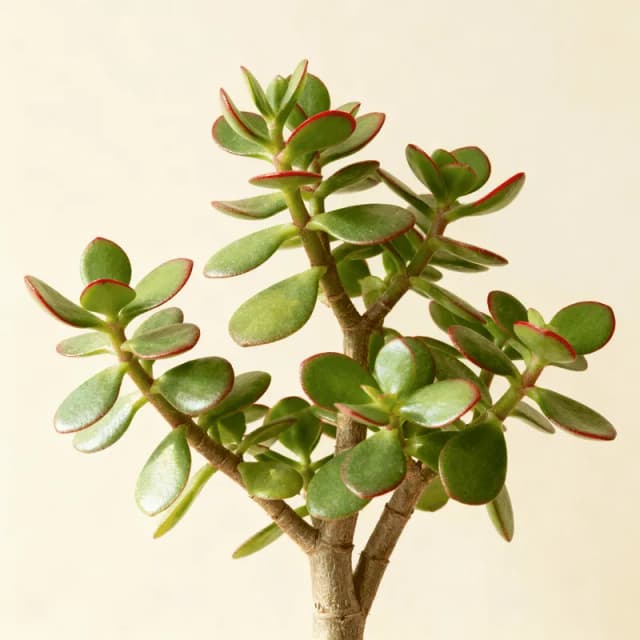 Jade Plant
