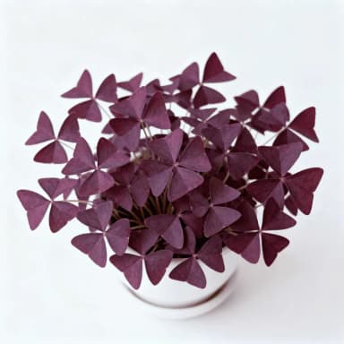 Oxalis