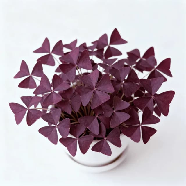 Oxalis