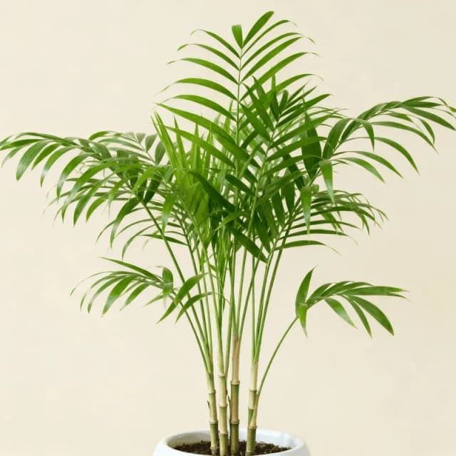 Parlor Palm
