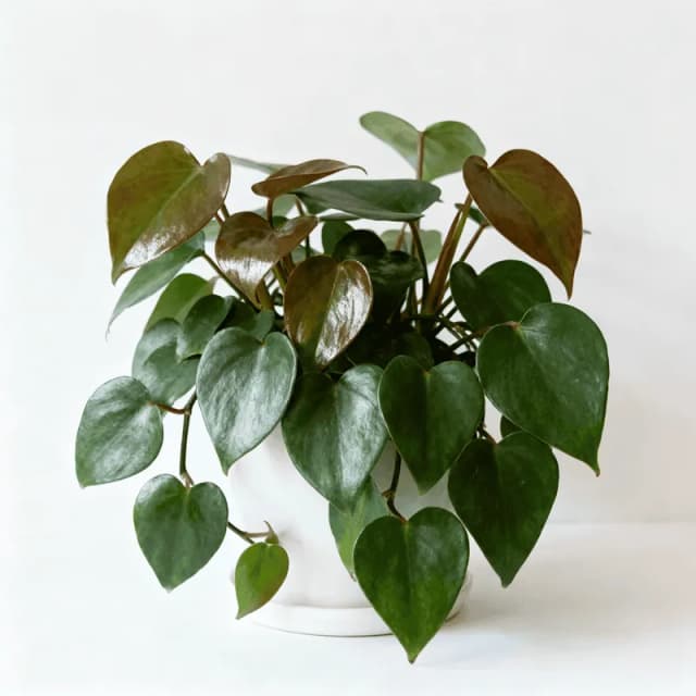 Philodendron