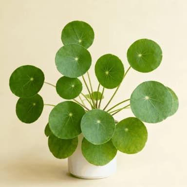 Pilea