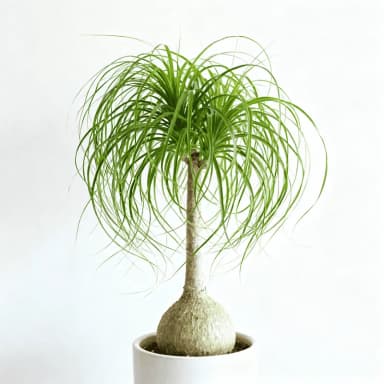 Ponytail Palm