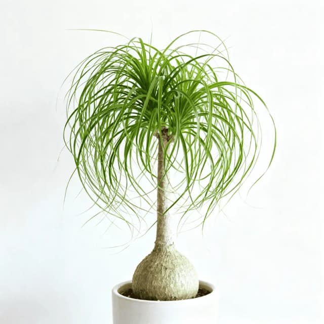 Ponytail Palm