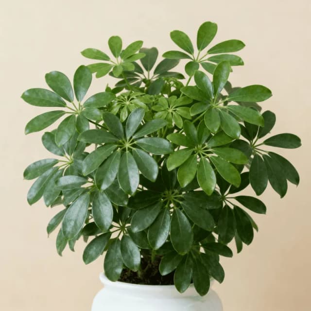 Schefflera