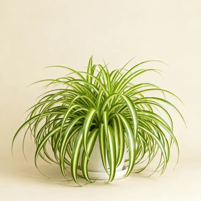Spider Plant