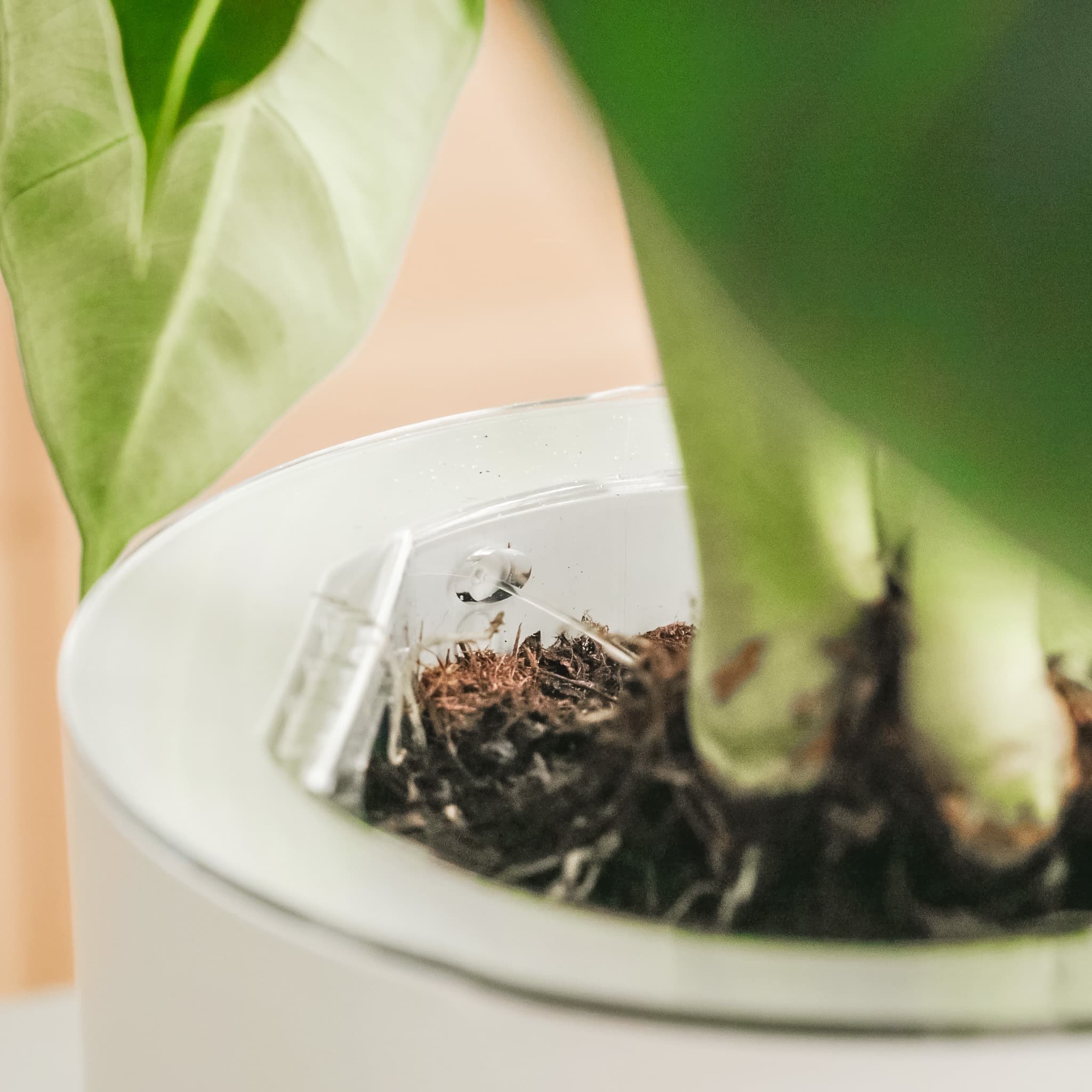 Self-watering feature